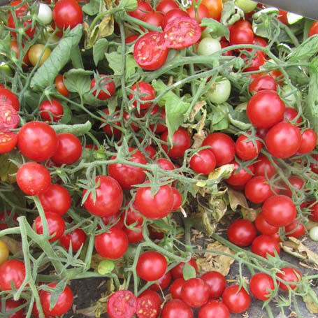 Tomate 8