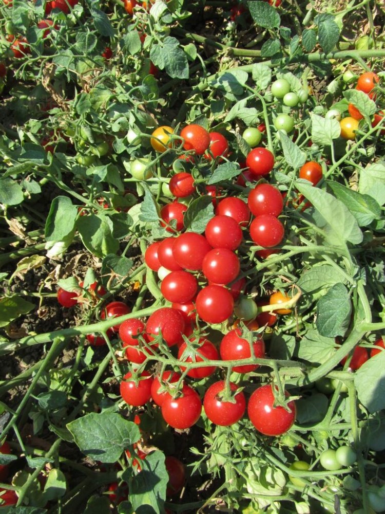 Tomate 9