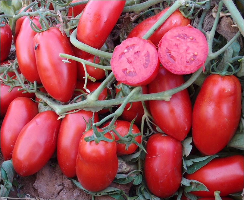 Tomate Industria 11