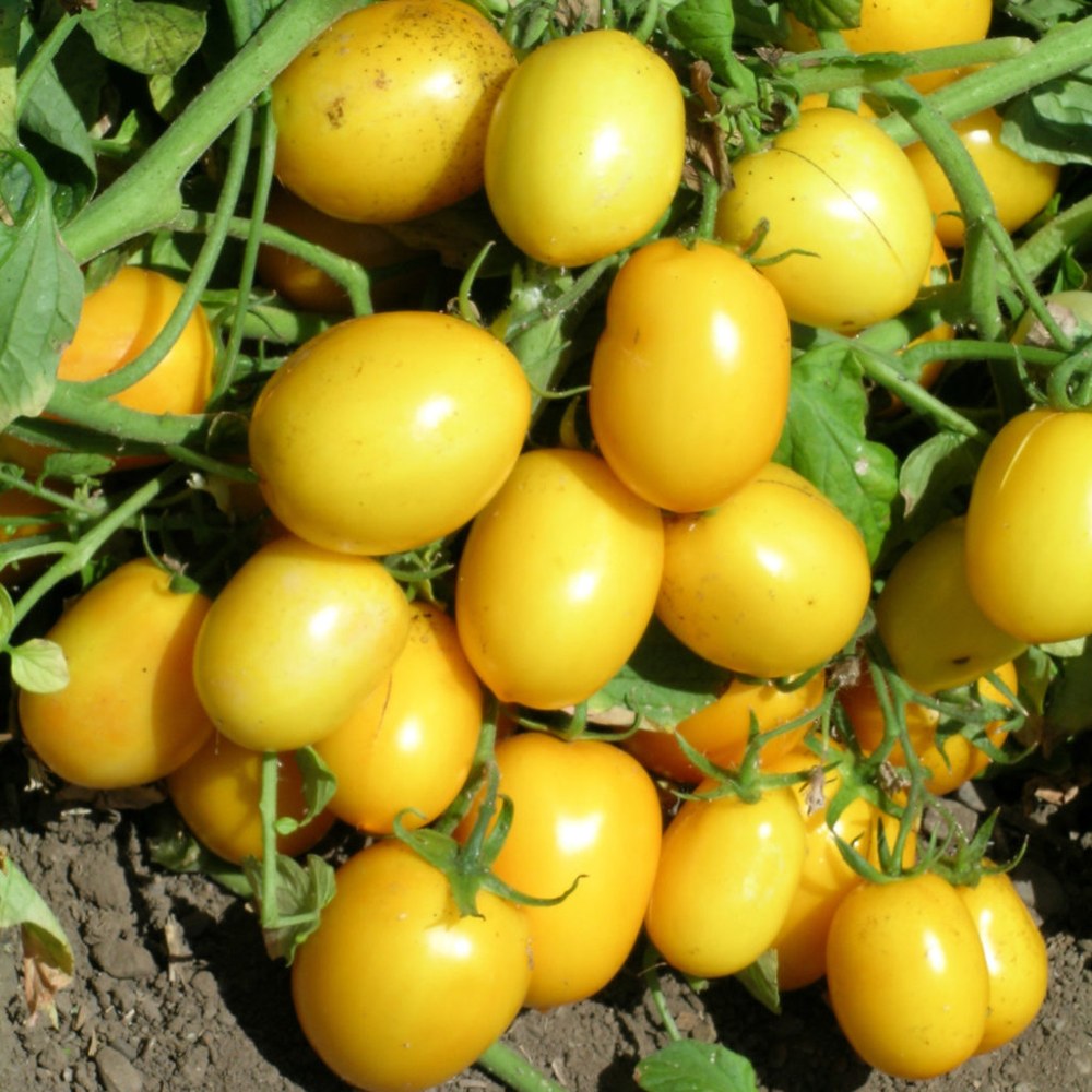 Tomate Industria 12