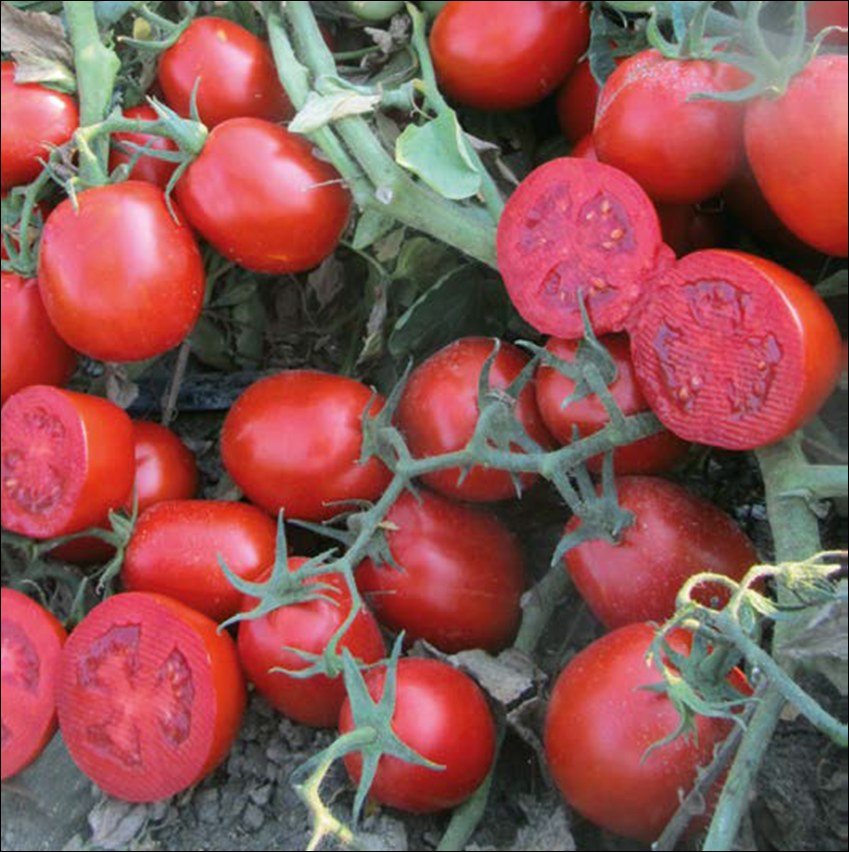 Tomate Industria 13