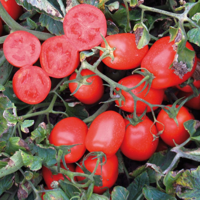 Tomate Industria 2