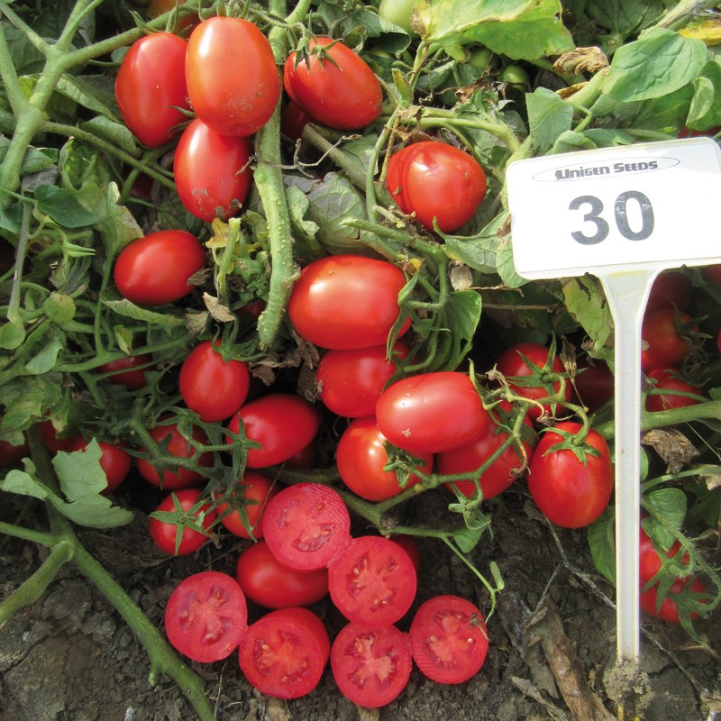 Tomate Industria 3