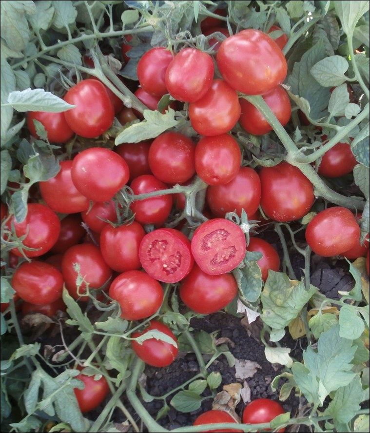 Tomate Industria 5