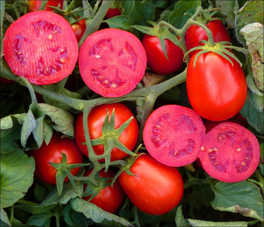 Tomate Industria 6