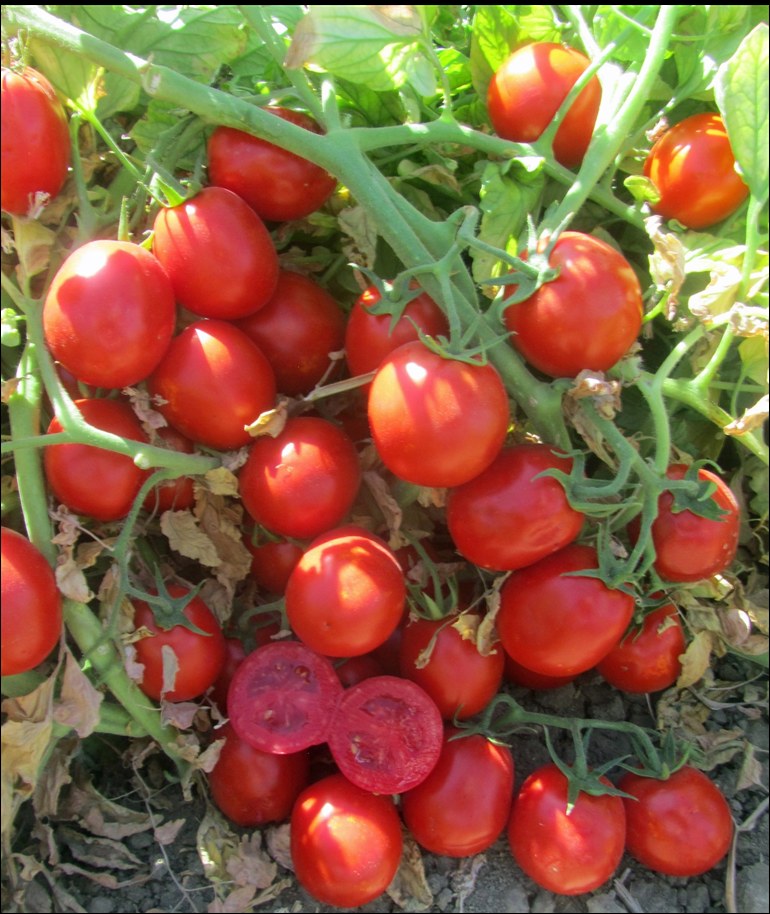 Tomate Industria 7