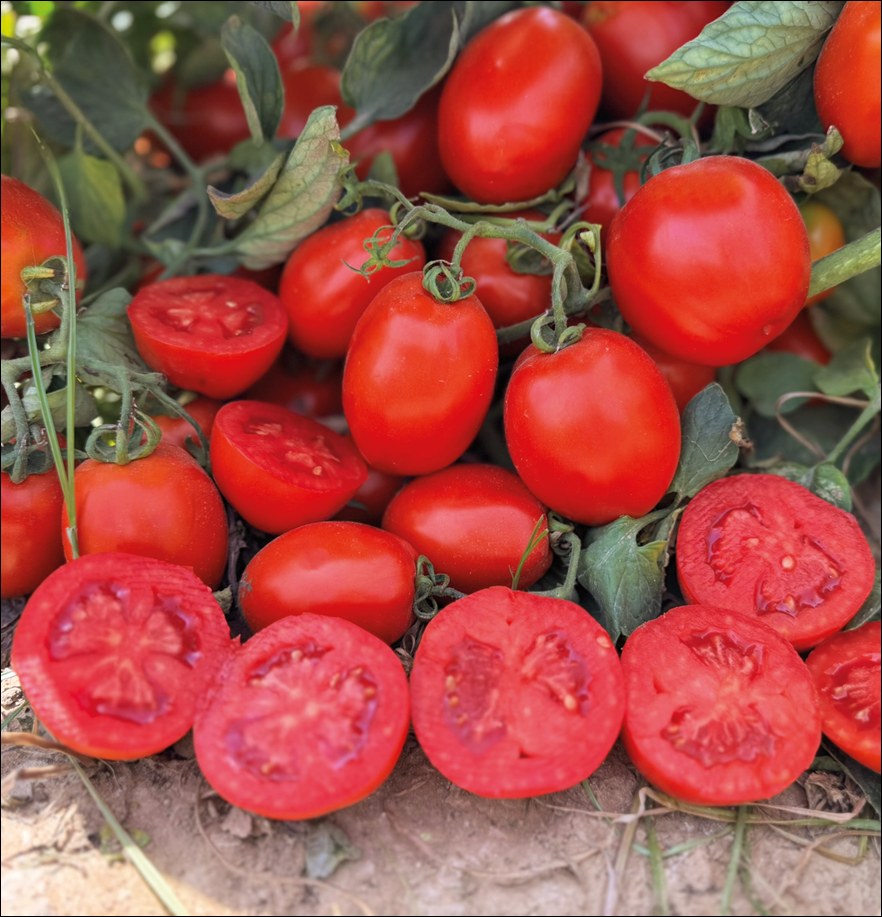 Tomate Industria 8