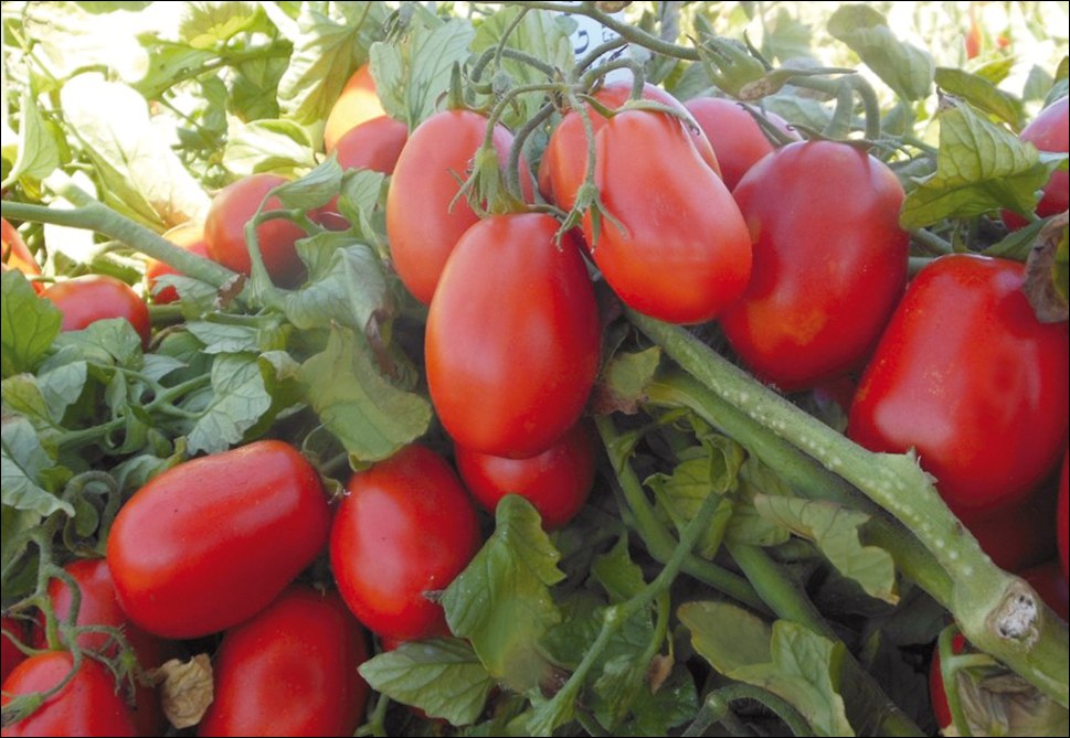 Tomate Industria 9